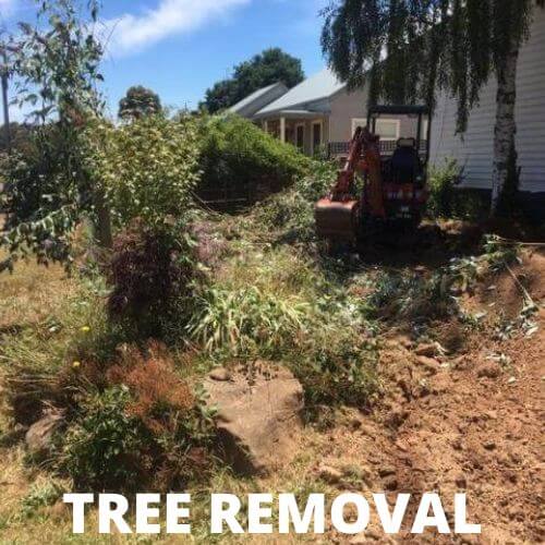 TREE REMOVAL